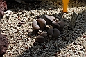 Orto Botanico_121
